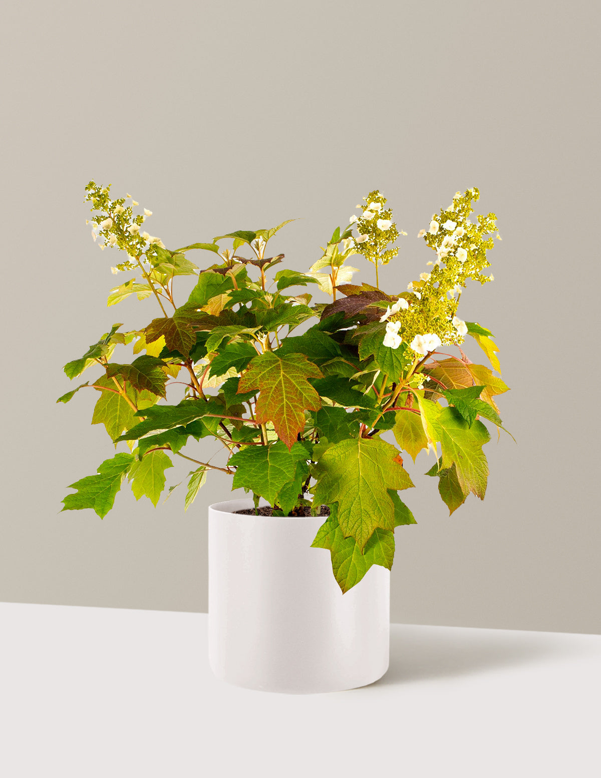 Toy Soldier™ Hydrangea