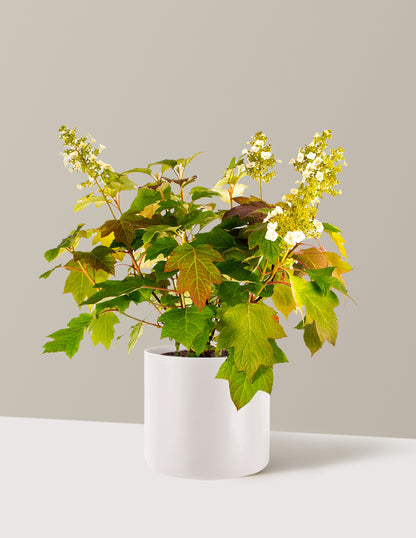 Toy Soldier™ Hydrangea