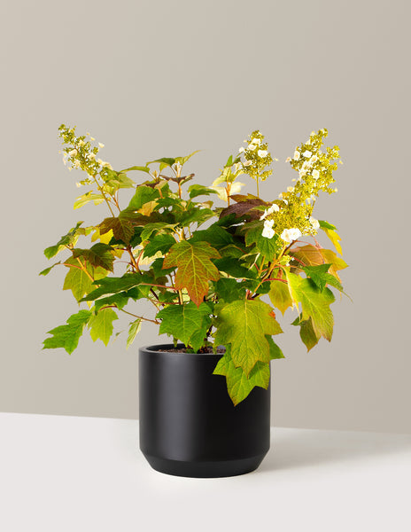 Toy Soldier™ Hydrangea | The Sill