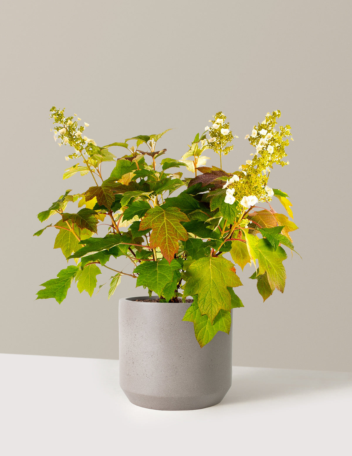 bundle | 3 Gallon | Mexia | Cement Grey
