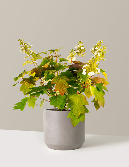 Toy Soldier™ Hydrangea