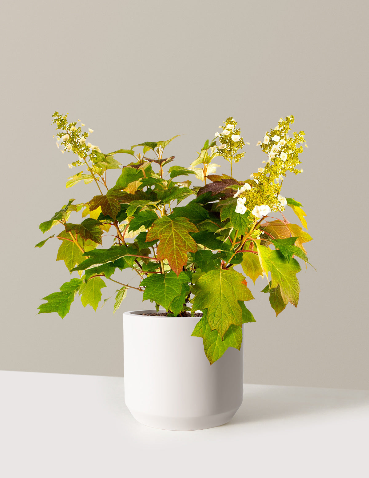 bundle | 3 Gallon | Mexia | Cream