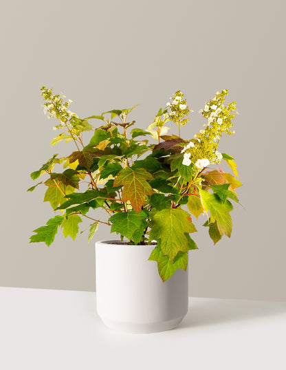 Toy Soldier™ Hydrangea