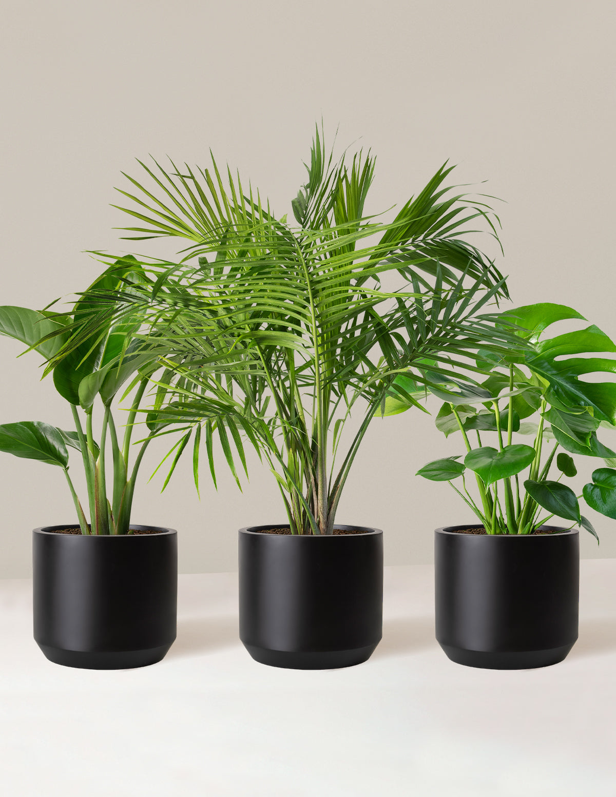 Tropical Trio