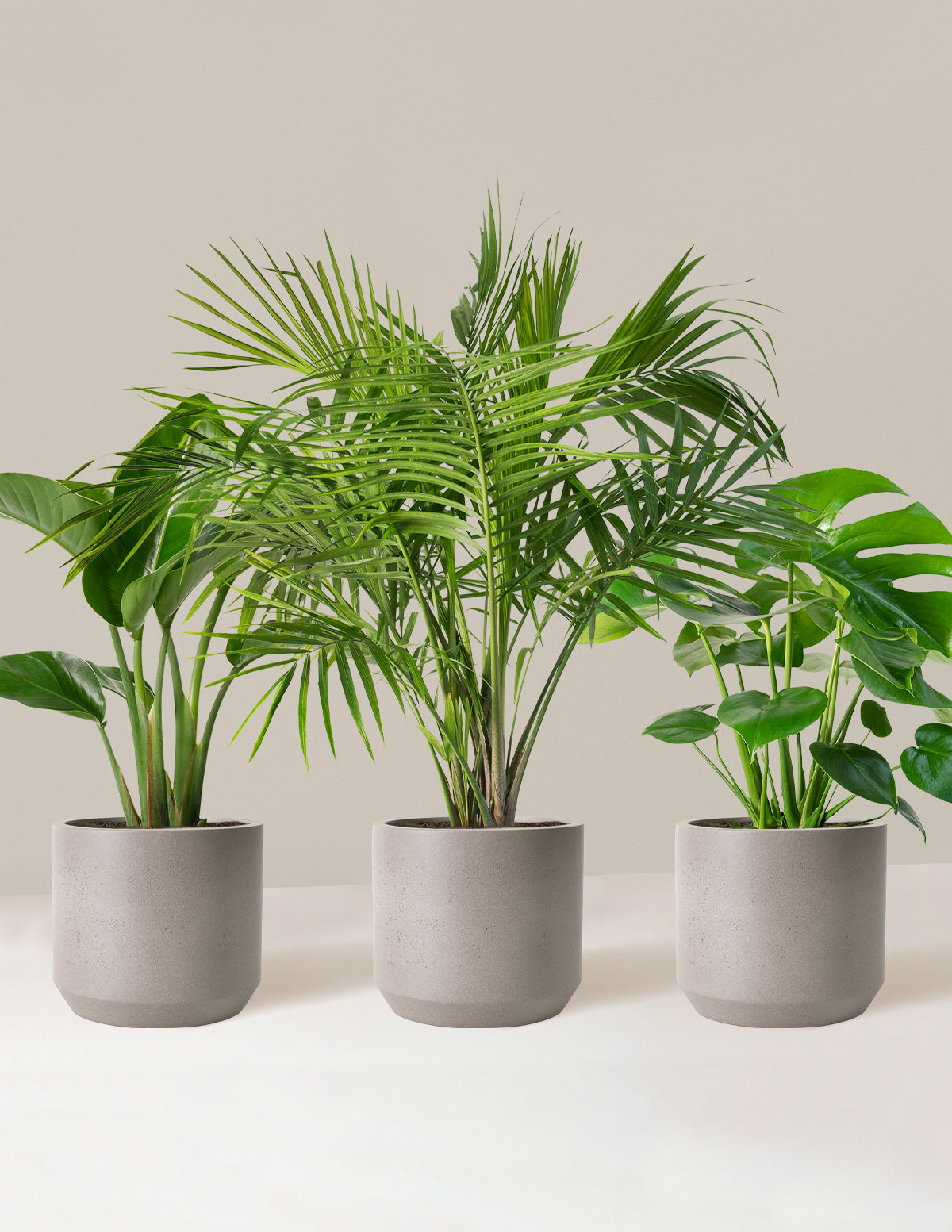 Tropical Trio