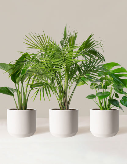 Tropical Trio