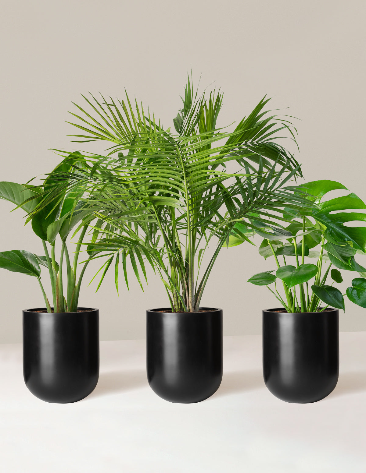 Tropical Trio