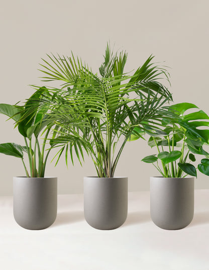 Tropical Trio