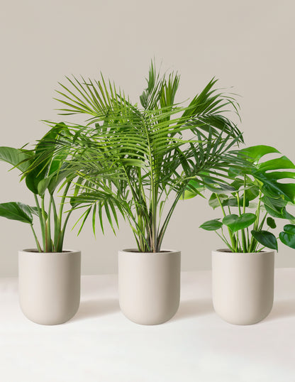 Tropical Trio
