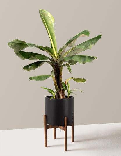 bundle | 2 Gallon | Agnes | Black