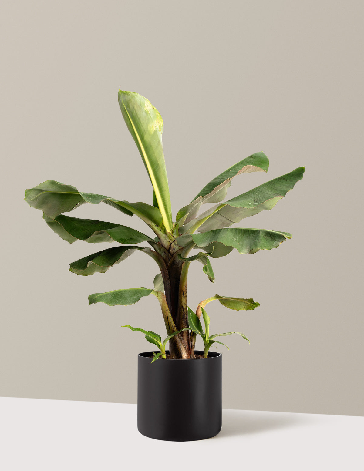 bundle | 2 Gallon | Agnes | Black