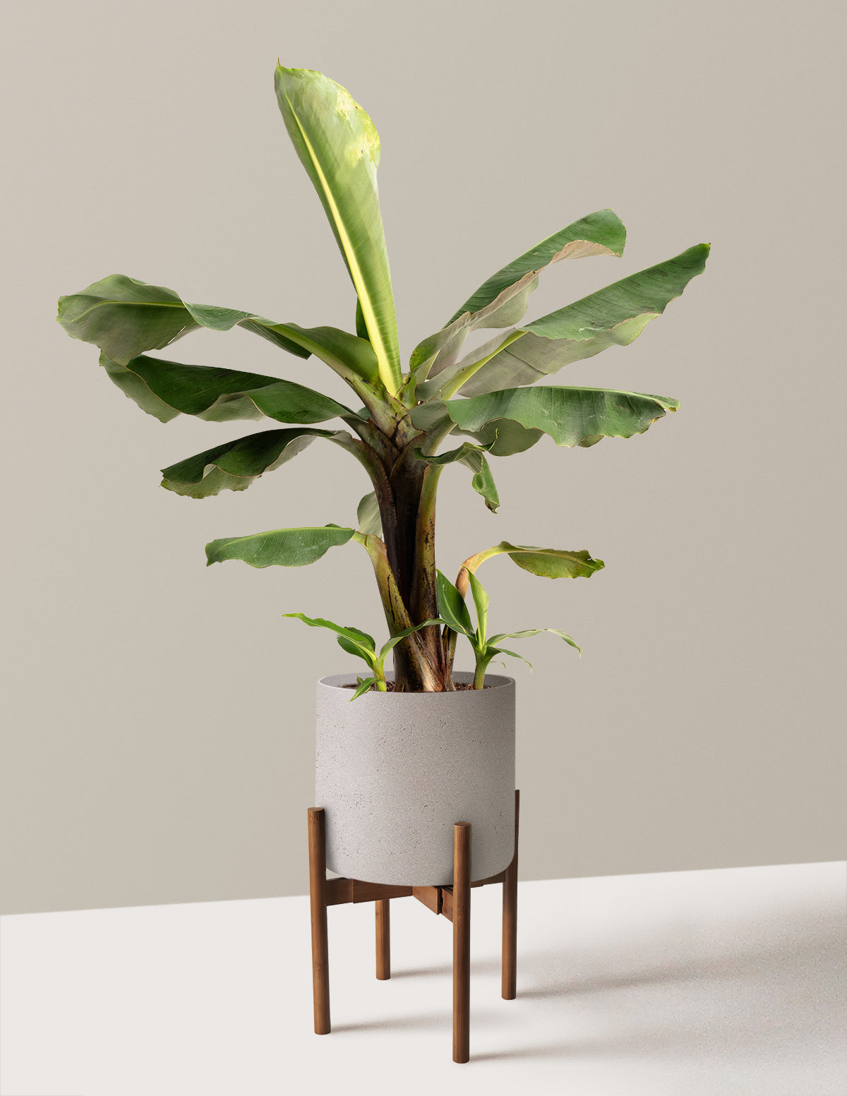 banana tree succulent Truly Tiny Dwarf Banana Tree | 2 Gallon