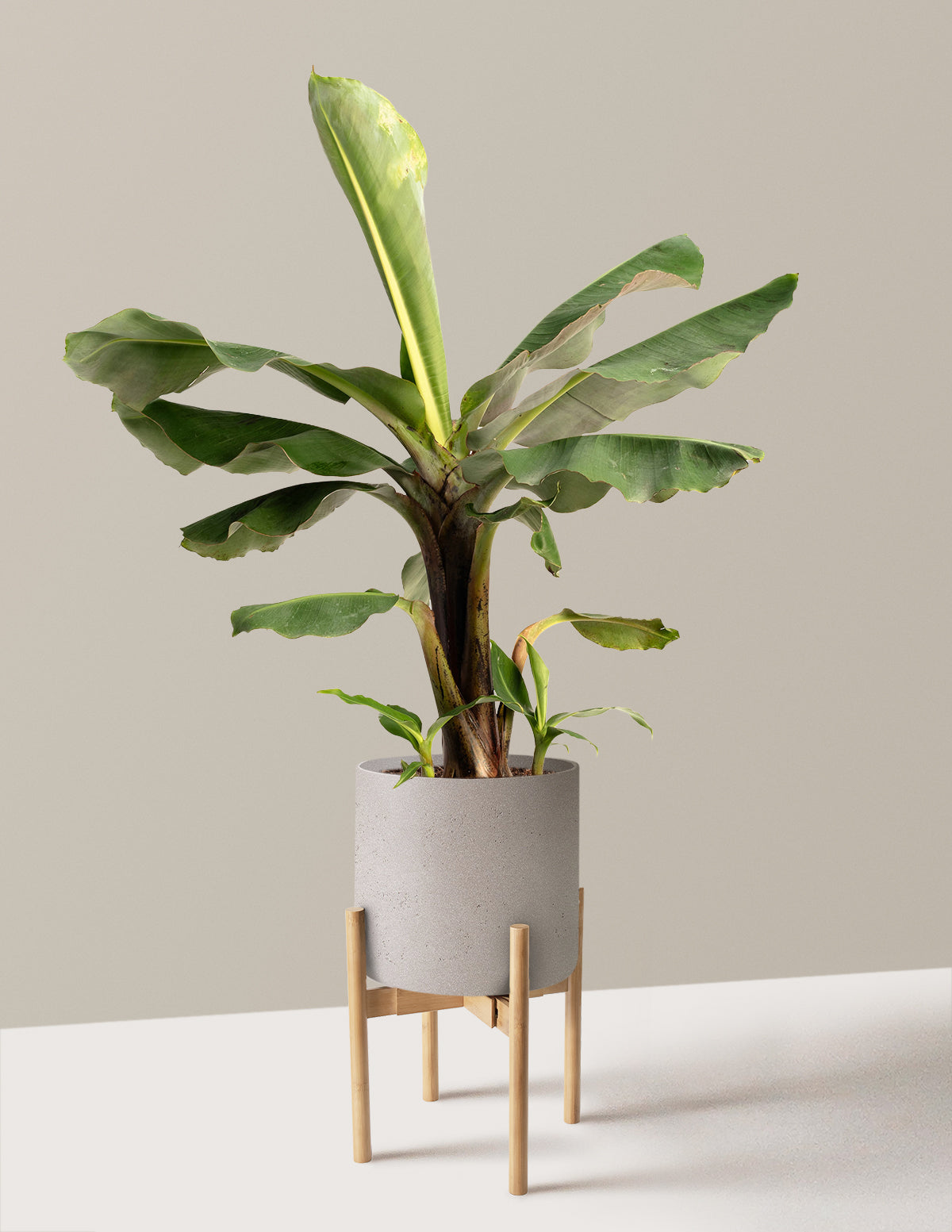 banana tea for pot plants Truly Tiny Dwarf Banana Tree | 2 Gallon