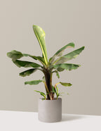 bundle | 2 Gallon | Agnes | Cement Grey