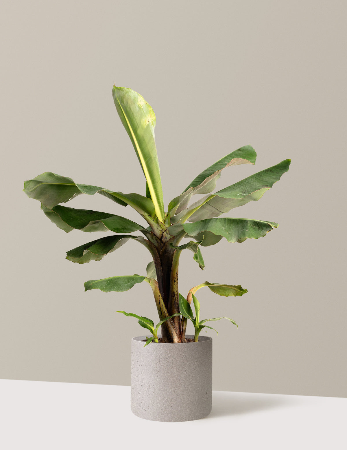 bundle | 2 Gallon | Agnes | Cement Grey