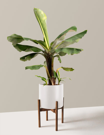 bundle | 2 Gallon | Agnes | Cream