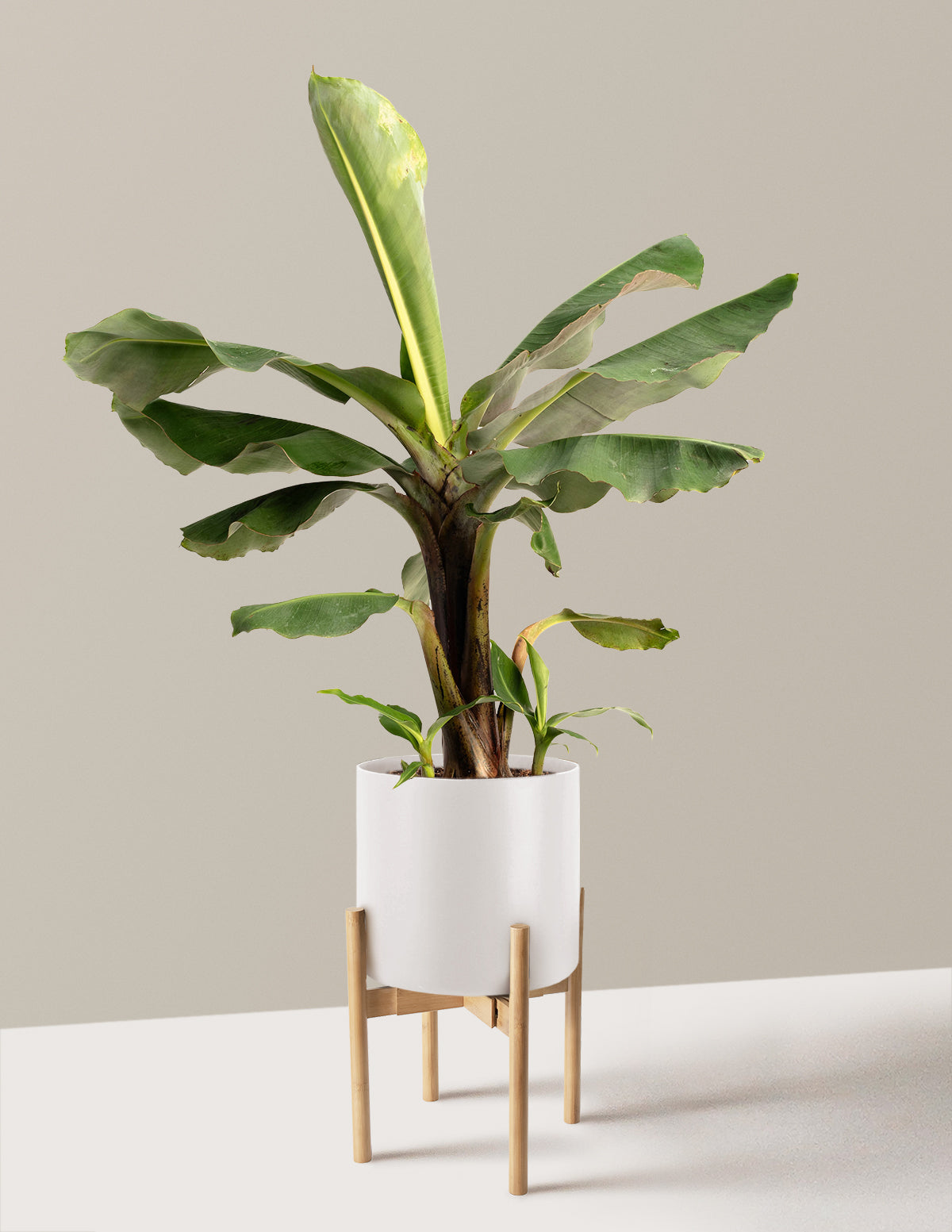 banana plant indoor Truly Tiny Dwarf Banana Tree | 2 Gallon