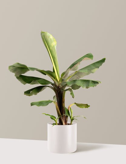 bundle | 2 Gallon | Agnes | Cream