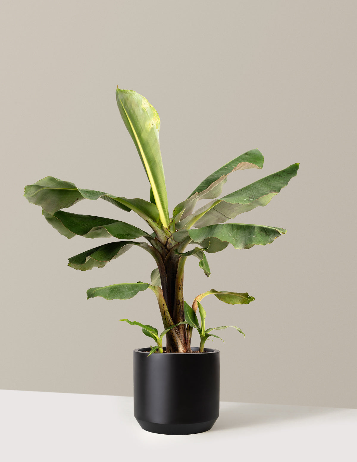 bundle | 2 Gallon | Mexia | Black