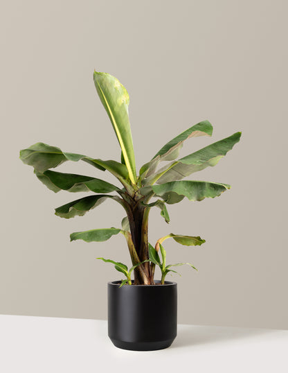 bundle | 2 Gallon | Mexia | Black