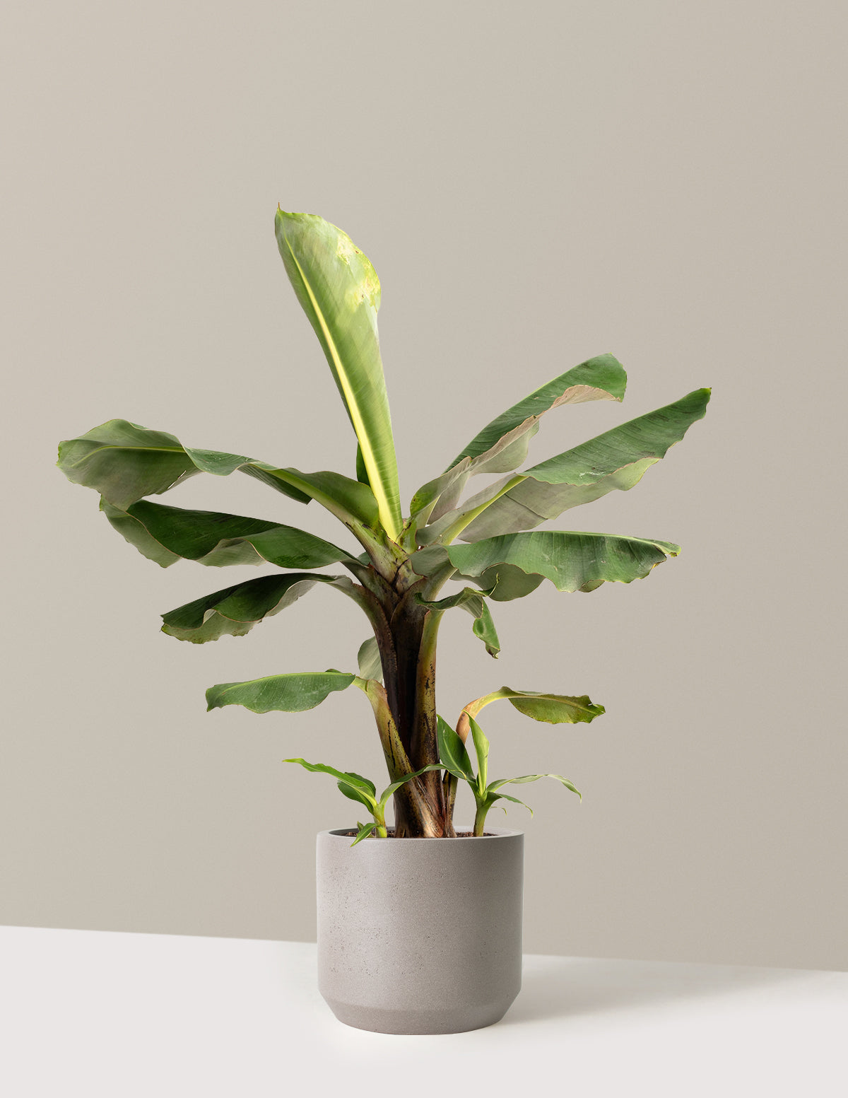 bundle | 2 Gallon | Mexia | Cement Grey