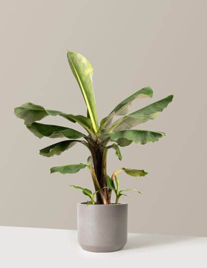 bundle | 2 Gallon | Mexia | Cement Grey