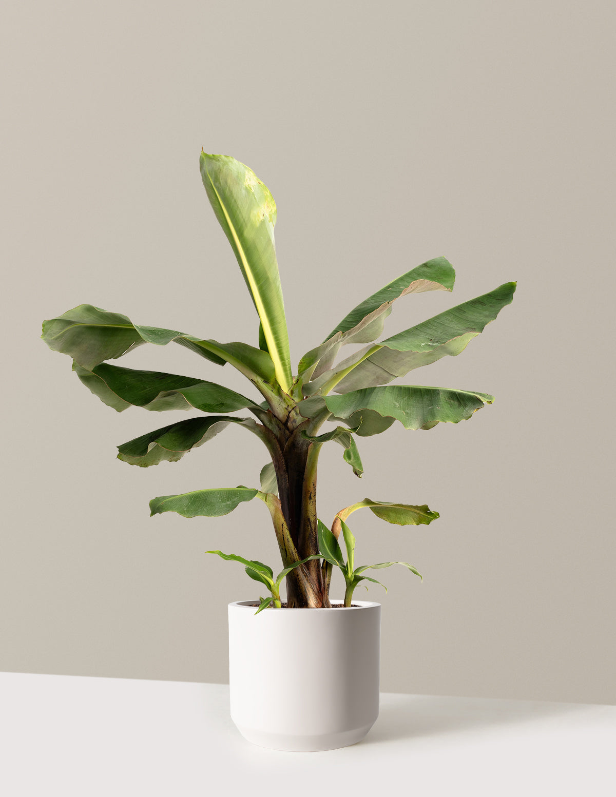 banana plant indoors Grow Bananas at Home with Truly Tiny Dwarf Banana Tree