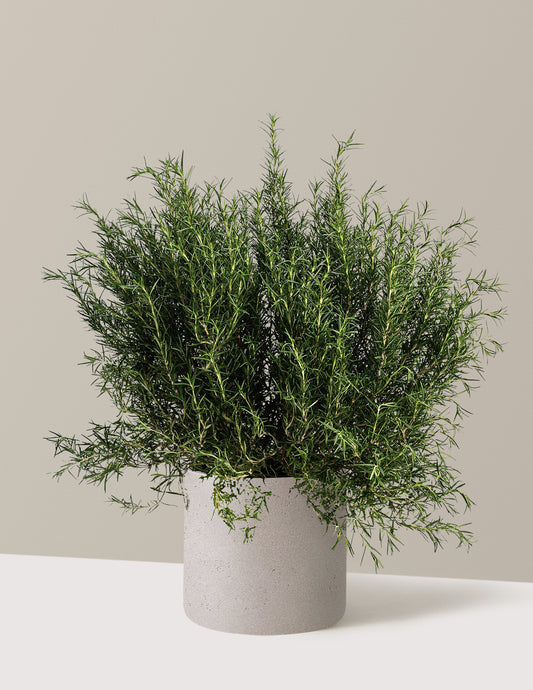 Tuscan Blue Rosemary