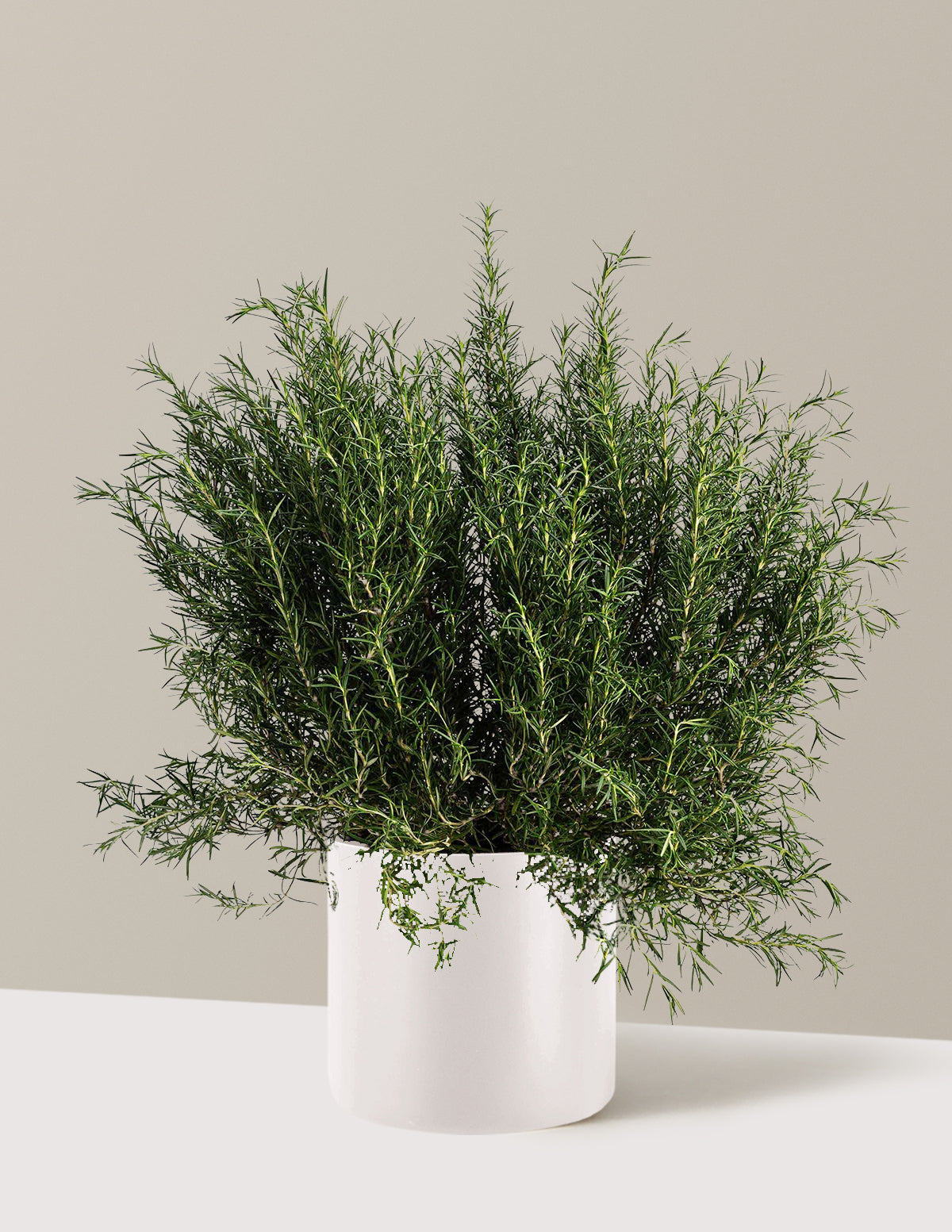 Tuscan Blue Rosemary