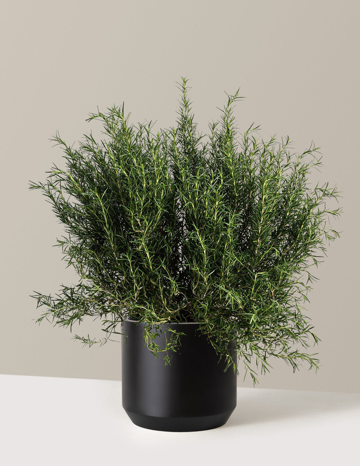 Tuscan Blue Rosemary