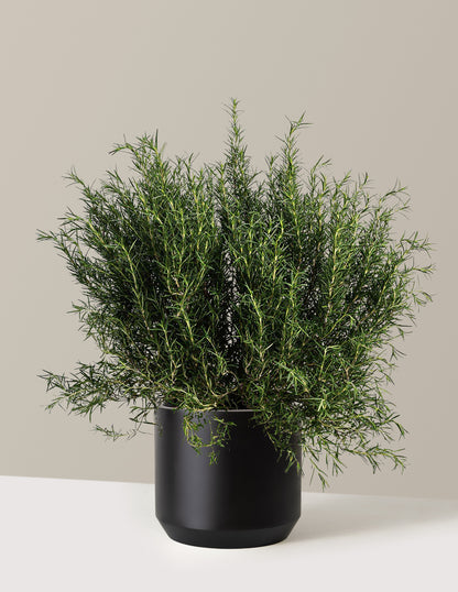Tuscan Blue Rosemary