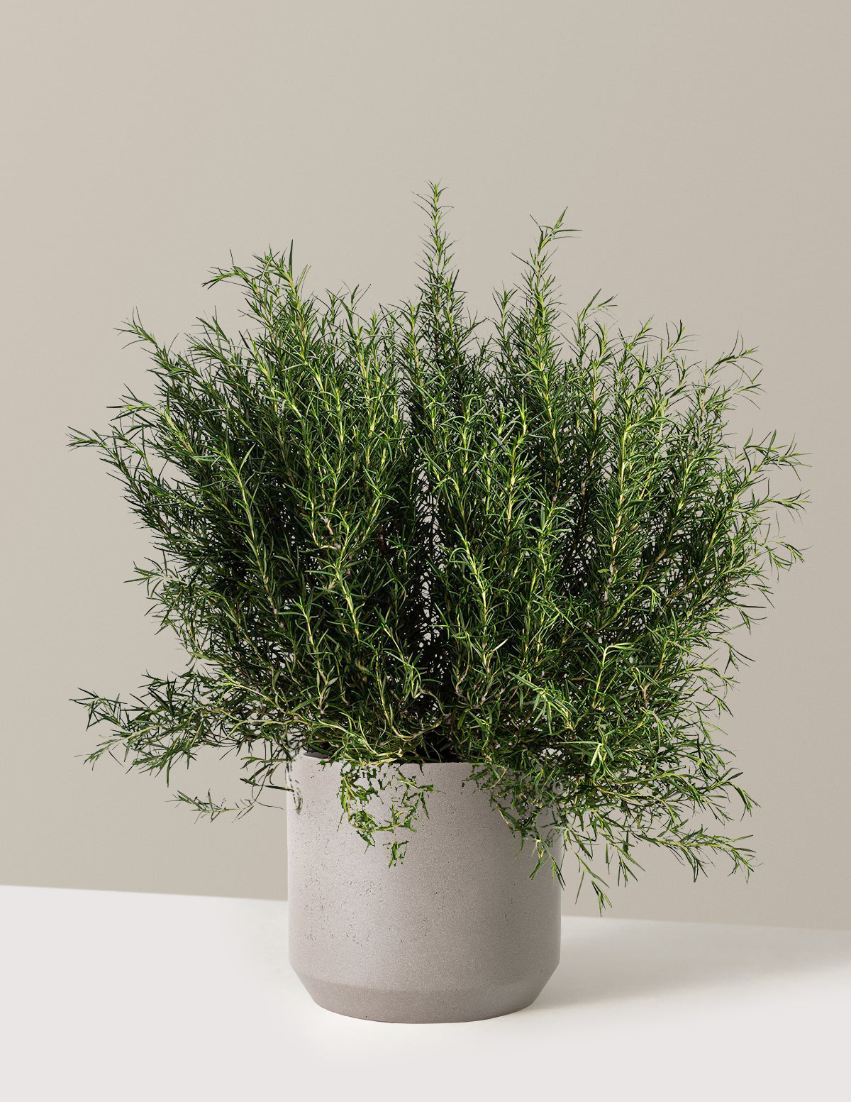 peat moss and perlite for succulents Tuscan Blue Rosemary | 1 Gallon