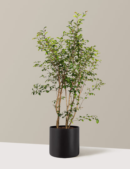 bundle | 3-4 ft. | Agnes | Black