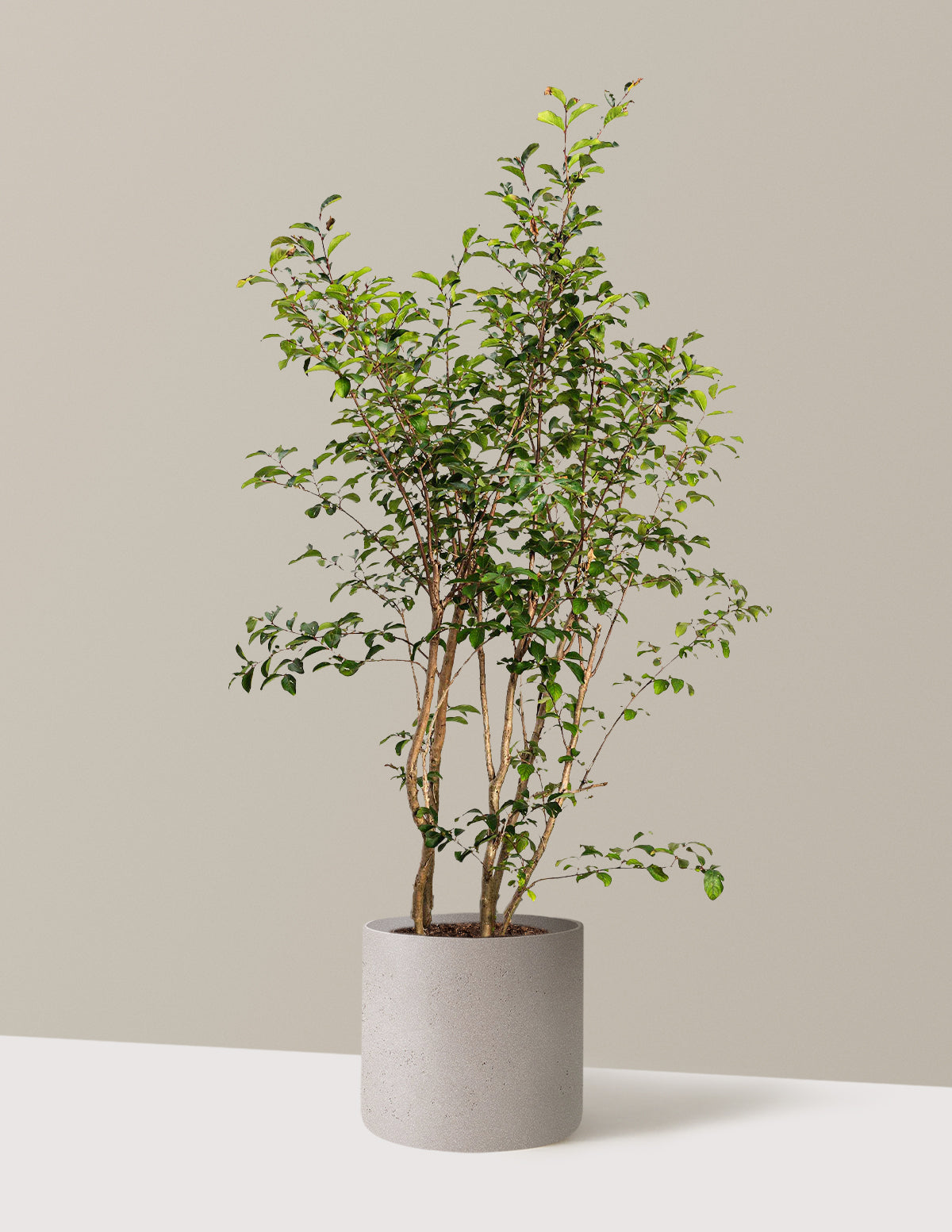 bundle | 3-4 ft. | Agnes | Cement Grey