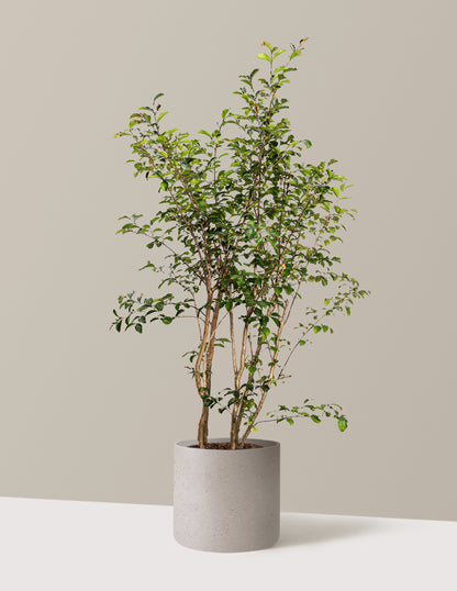 bundle | 3-4 ft. | Agnes | Cement Grey