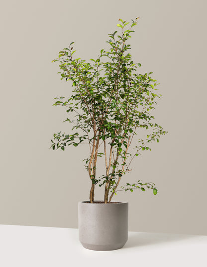 bundle | 3-4 ft. | Mexia | Cement Grey