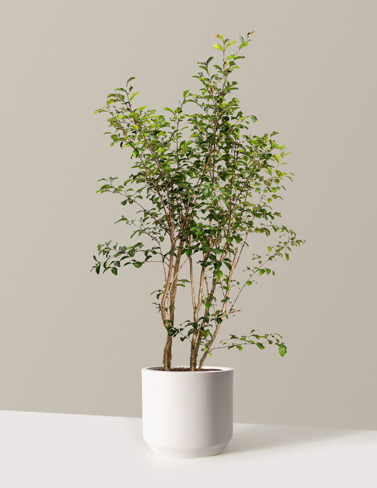 bundle | 3-4 ft. | Mexia | Cream