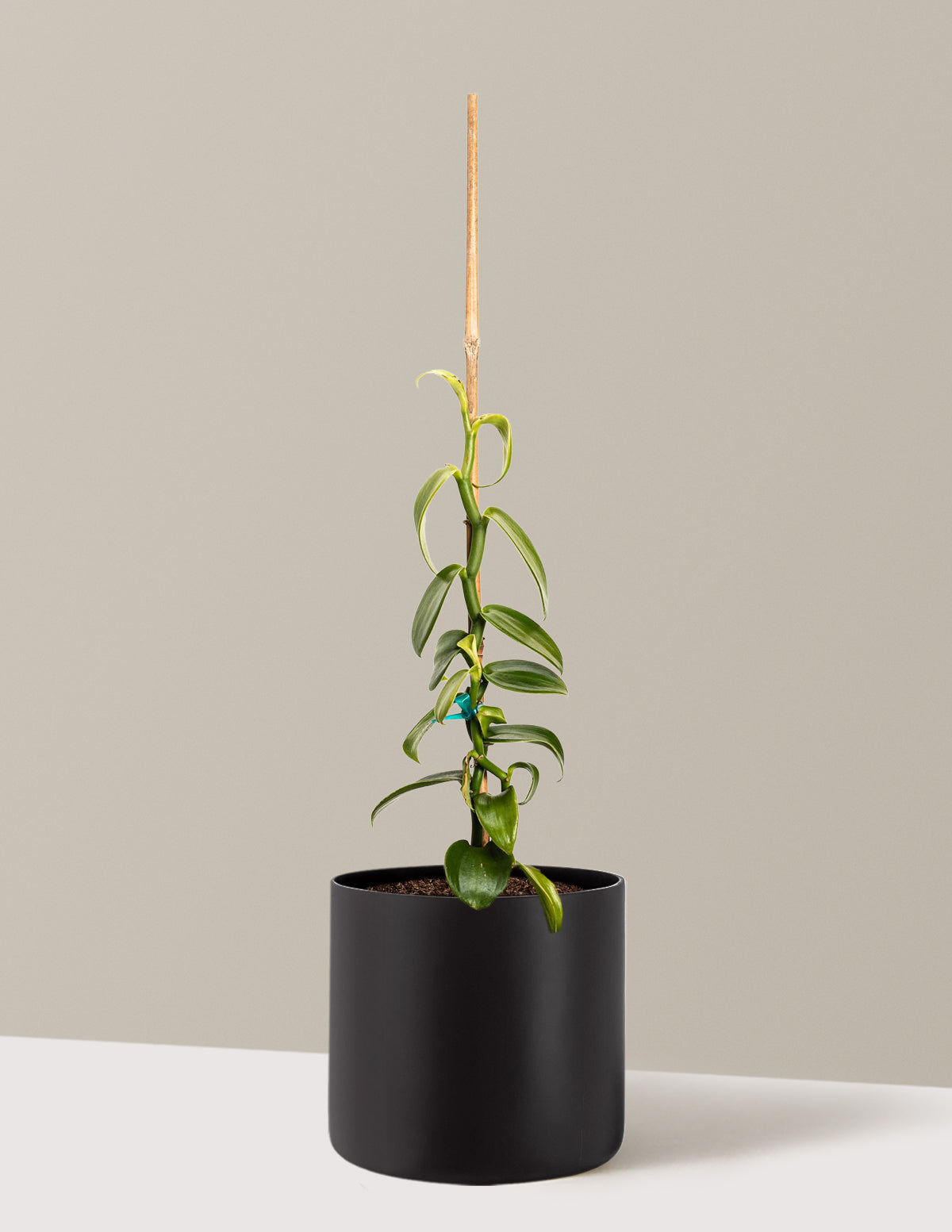 Vanilla Orchid