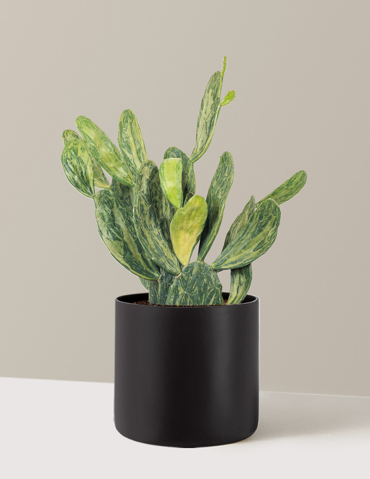 Variegated Prickly Pear Cactus