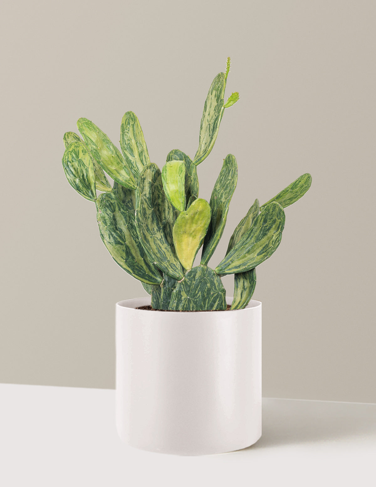 Variegated Prickly Pear Cactus
