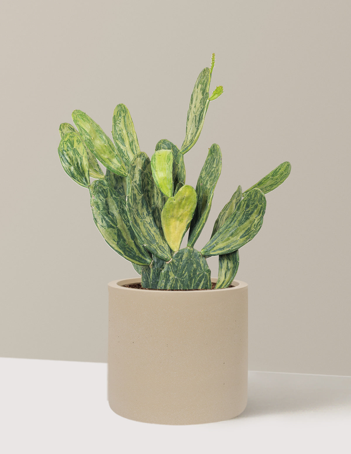 Variegated Prickly Pear Cactus