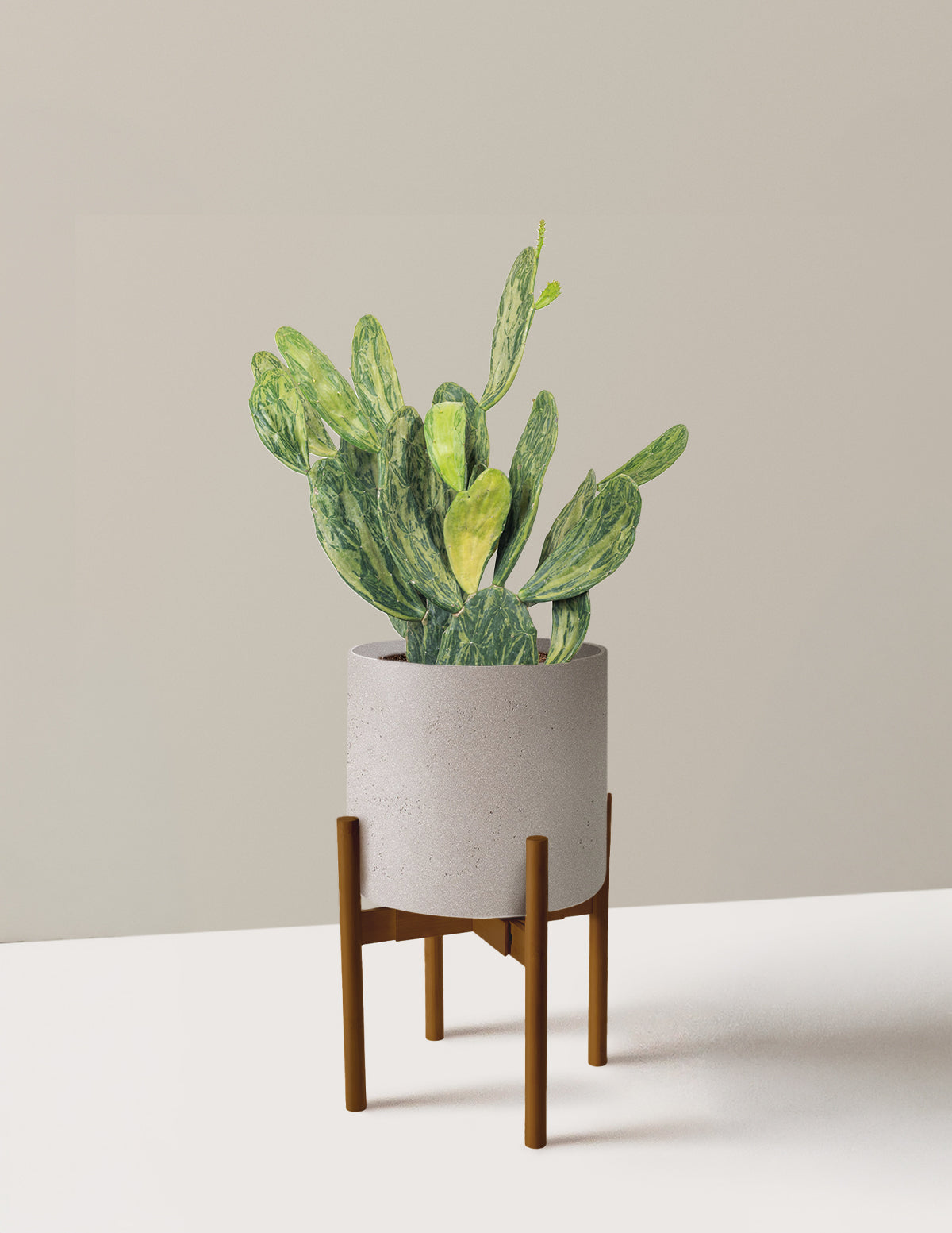 Variegated Prickly Pear Cactus