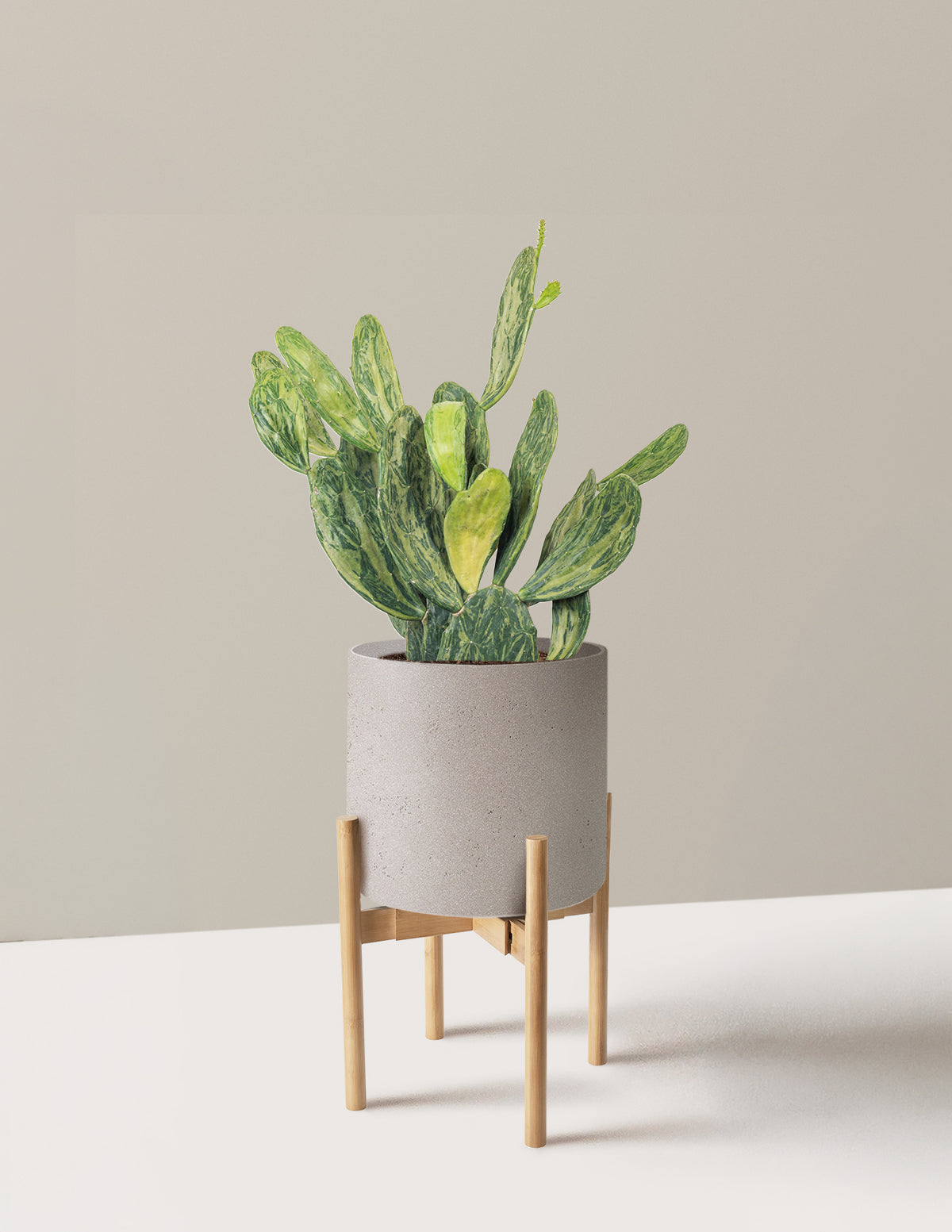 Variegated Prickly Pear Cactus