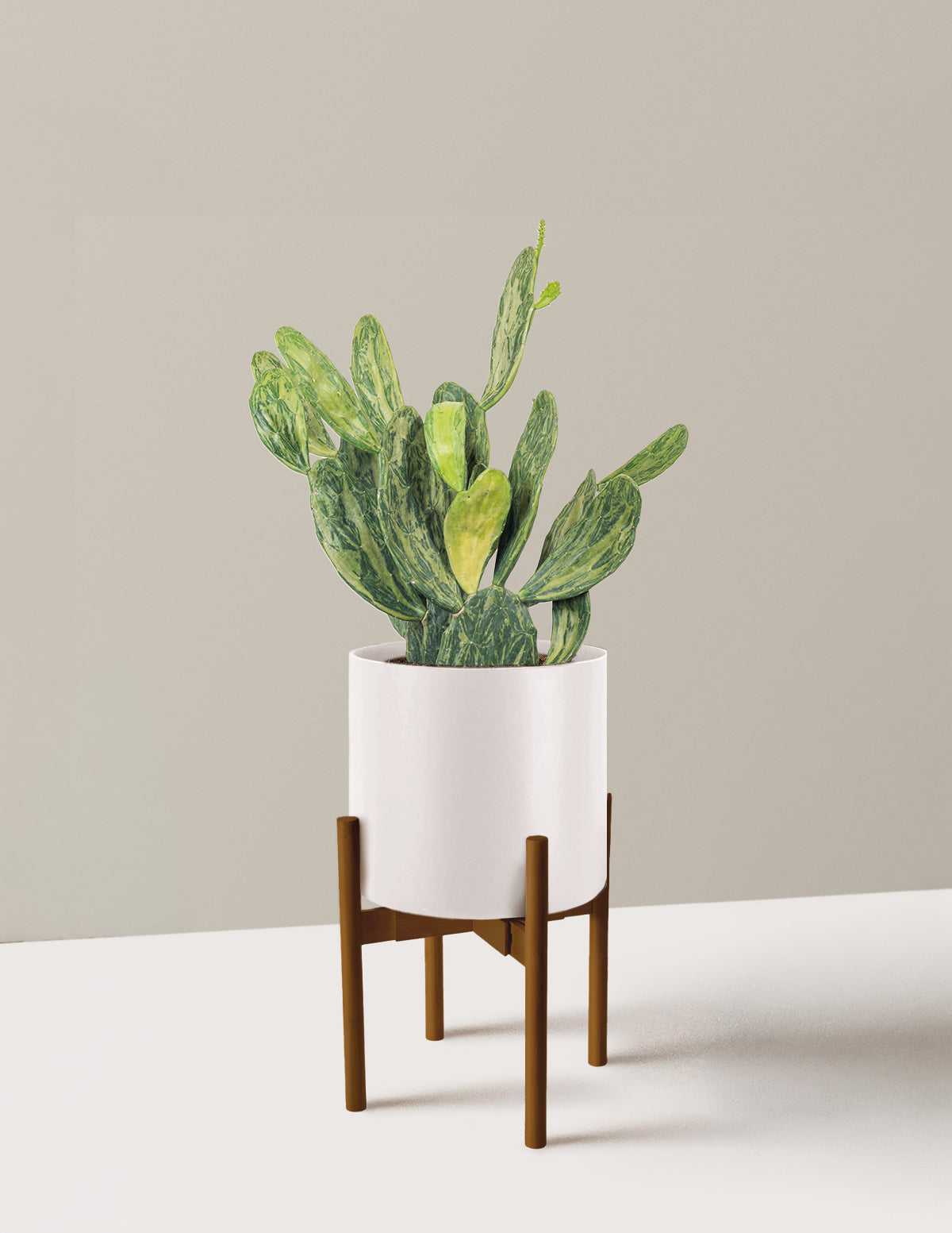 Variegated Prickly Pear Cactus