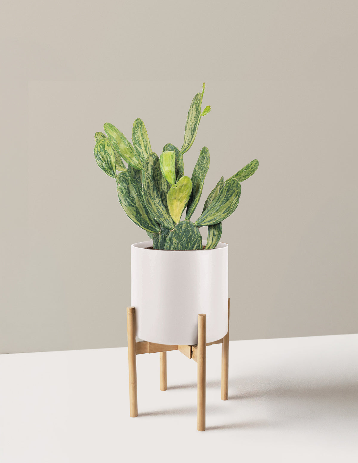 Variegated Prickly Pear Cactus