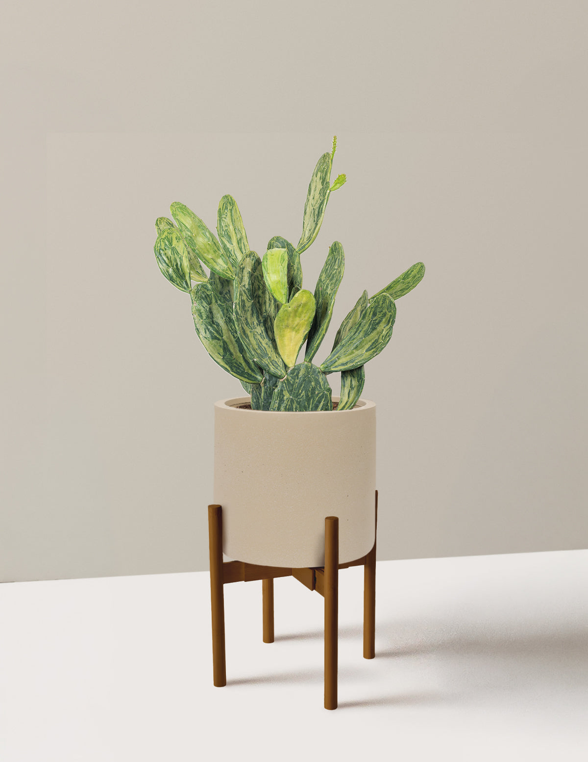 Variegated Prickly Pear Cactus
