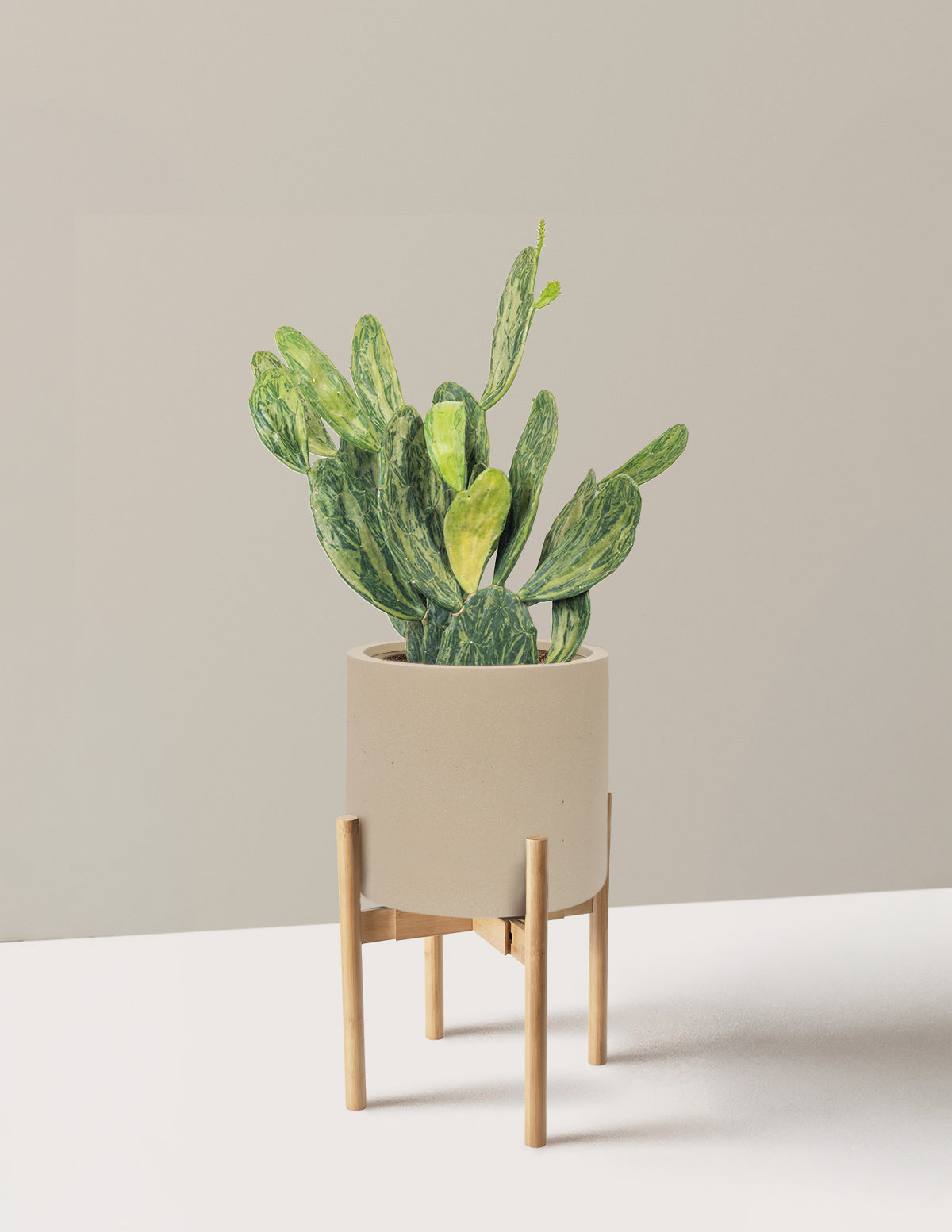 Variegated Prickly Pear Cactus