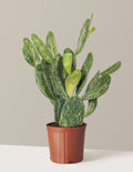 Variegated Prickly Pear Cactus