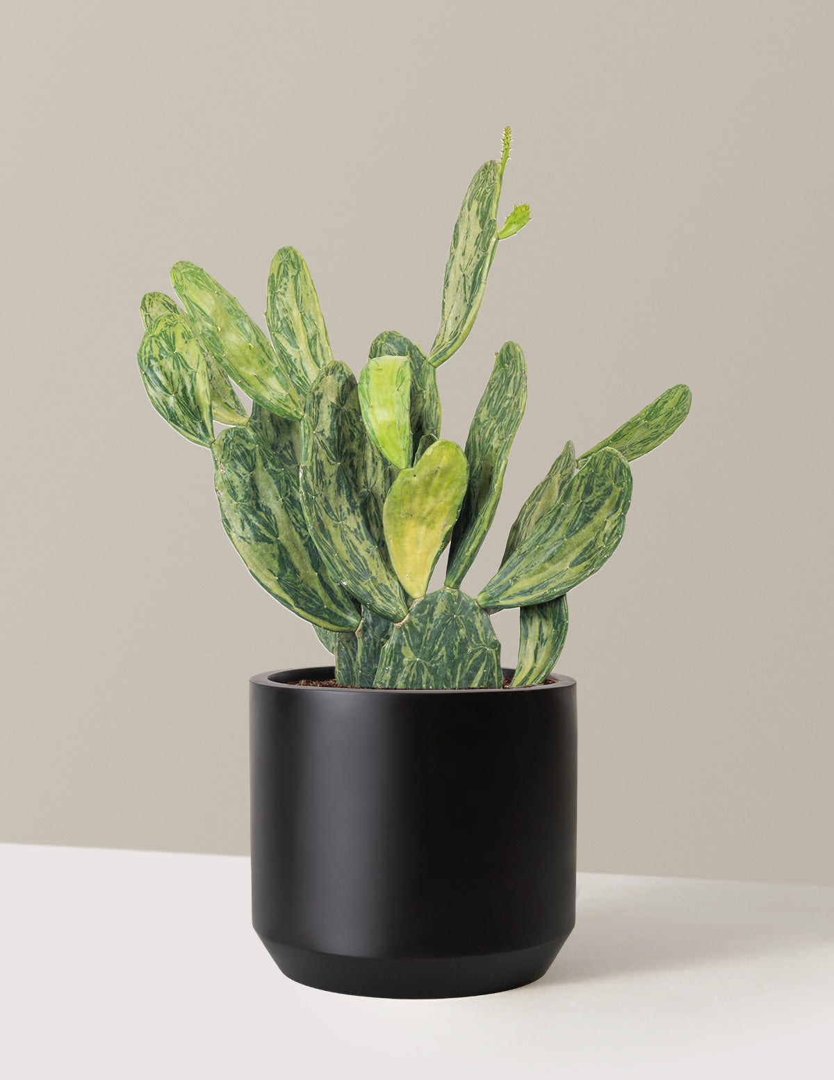 Variegated Prickly Pear Cactus