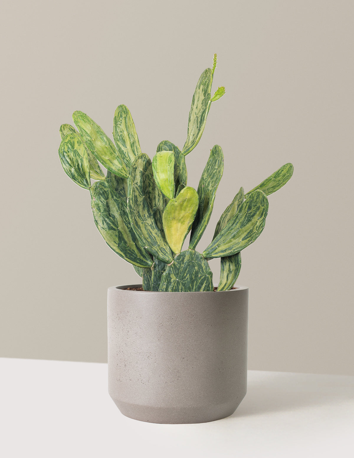 Variegated Prickly Pear Cactus